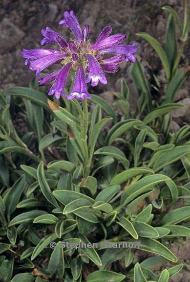 penstemon heterodoxus var heterodoxus 2 graphic